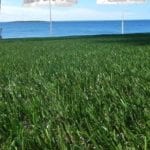 DuPont™ ForeverLawn® Select Synthetic Grass at beachfront home