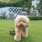 Jessica Capshaw and Christopher Gavigan’s backyard featuring ForeverLawn Fusion