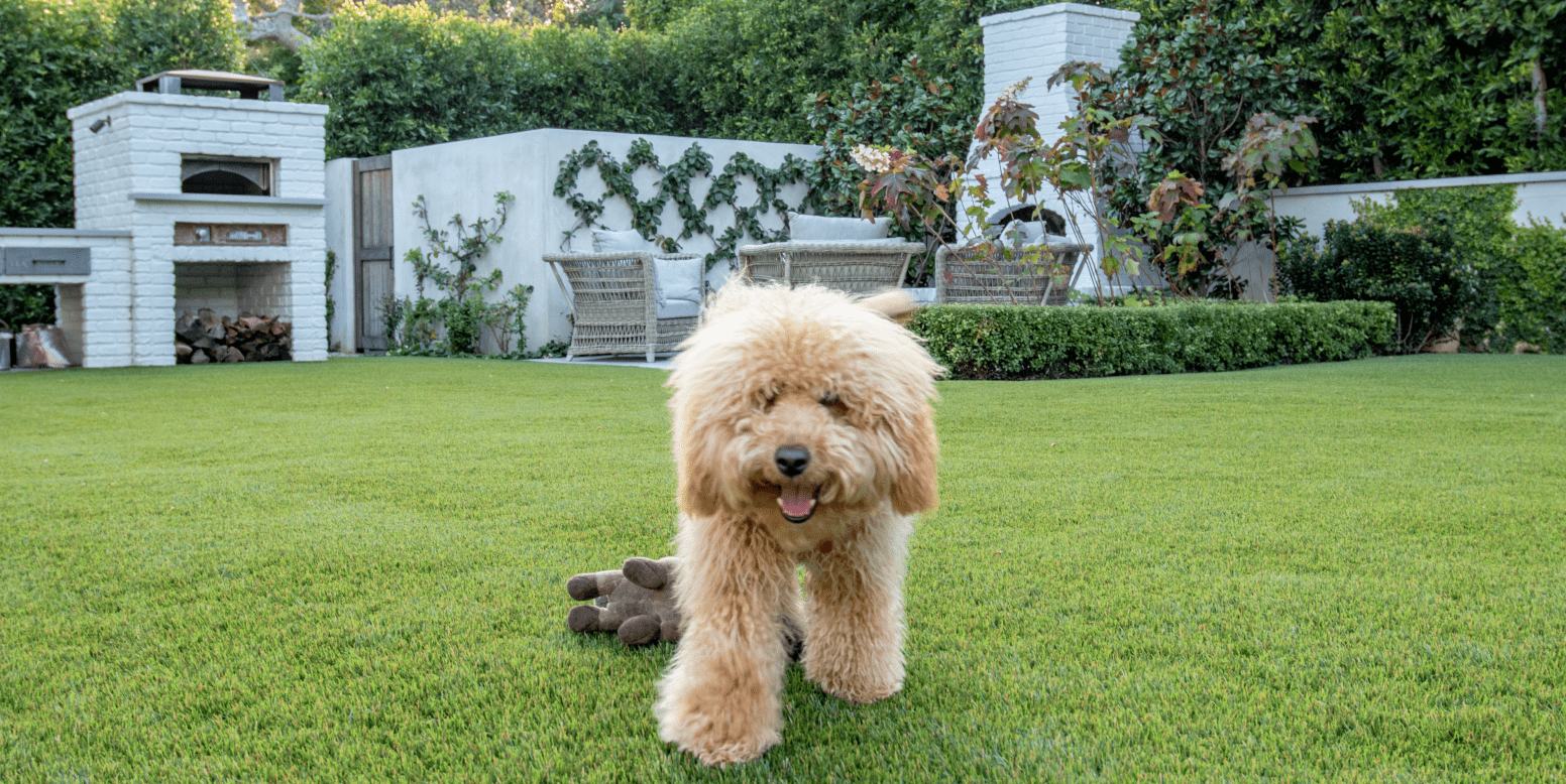 Jessica Capshaw and Christopher Gavigan’s backyard featuring ForeverLawn Fusion